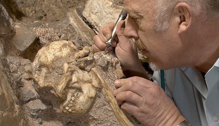 Учёные смогли установить, как выглядели предки людей 2,3 млн лет назад: Золушка и Миссис Плес времён австралопитеков