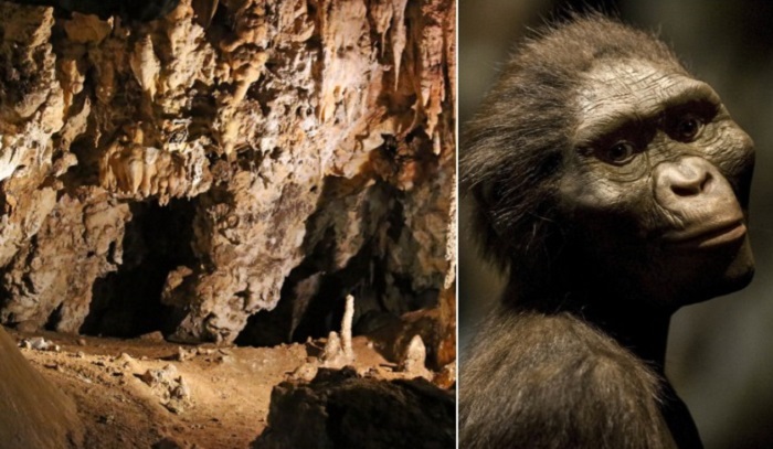 Учёные смогли установить, как выглядели предки людей 2,3 млн лет назад: Золушка и Миссис Плес времён австралопитеков