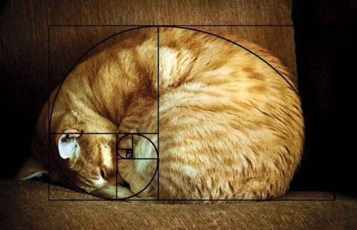 Самое важное число во Вселенной: что такое золотое сечение и как люди научились его использовать