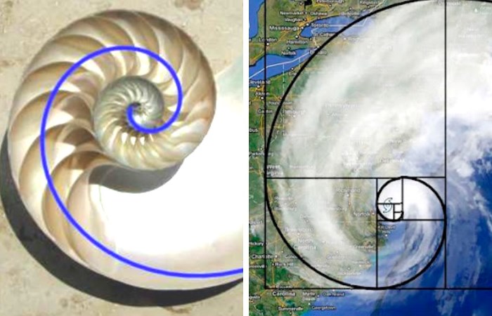 Самое важное число во Вселенной: что такое золотое сечение и как люди научились его использовать
