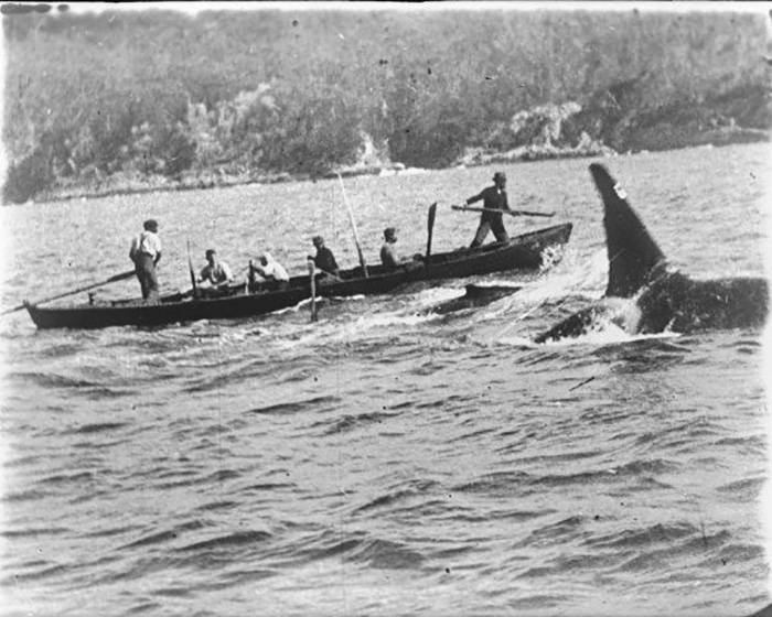 Косатка, которая помогала китобоям, и их тайный язык: Трагическая история кита по имени Старый Том