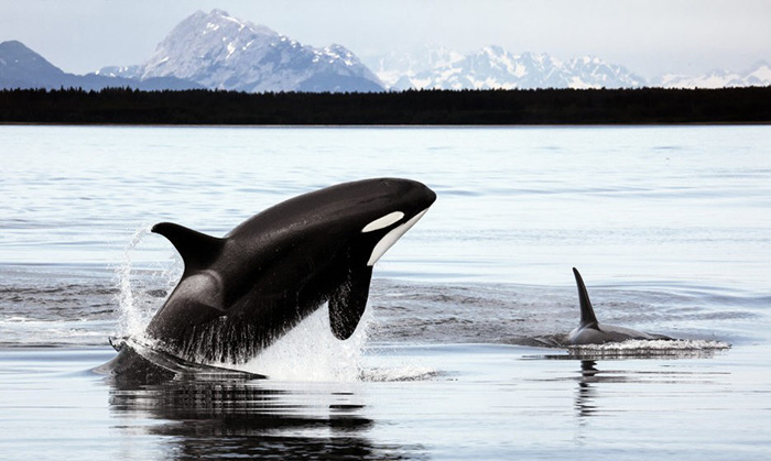Косатка, которая помогала китобоям, и их тайный язык: Трагическая история кита по имени Старый Том
