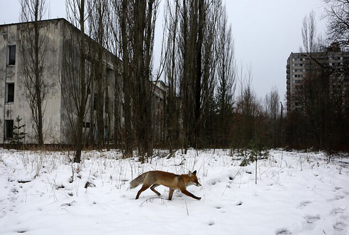 Реальная история чернобыльских водолазов и Что в зоне отчуждения творится сегодня